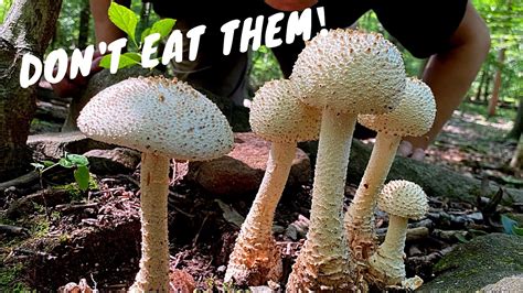 eating poisonous mushrooms side effects